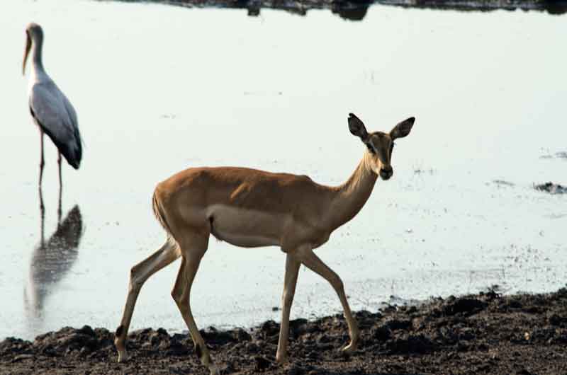 79 - Botswana - antilope Impala y pajaro White stork - parque nacional de Chobe